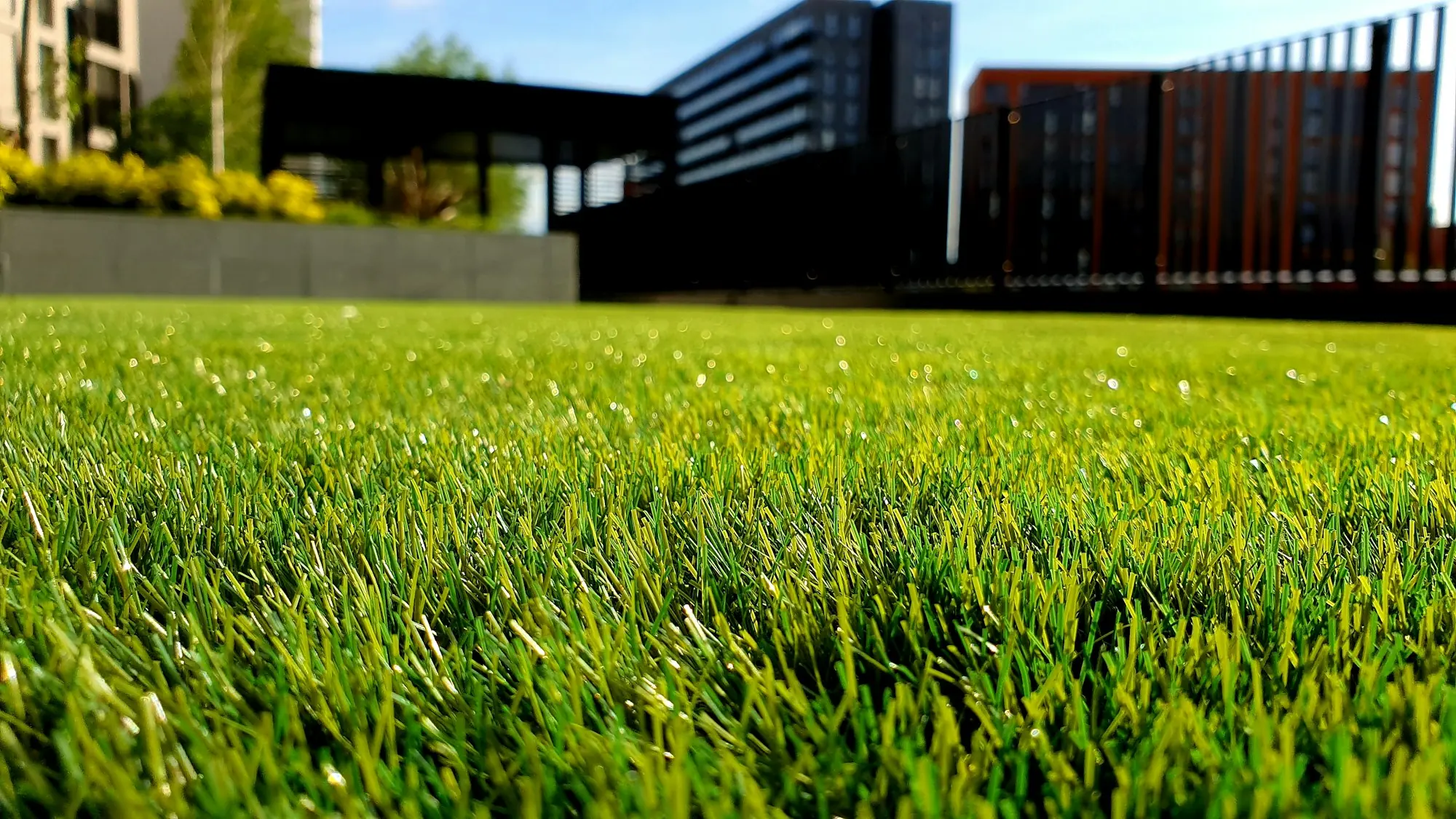 Sunlight across a freshly cut green lawn