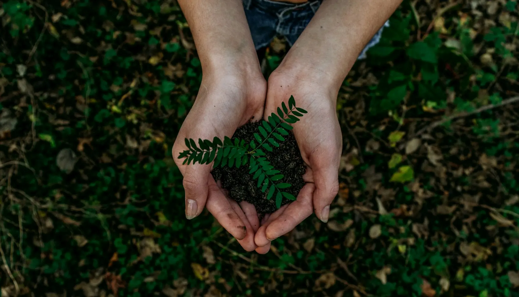 Hands holding soil and a young green plant